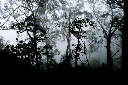 Foggy Forest photo