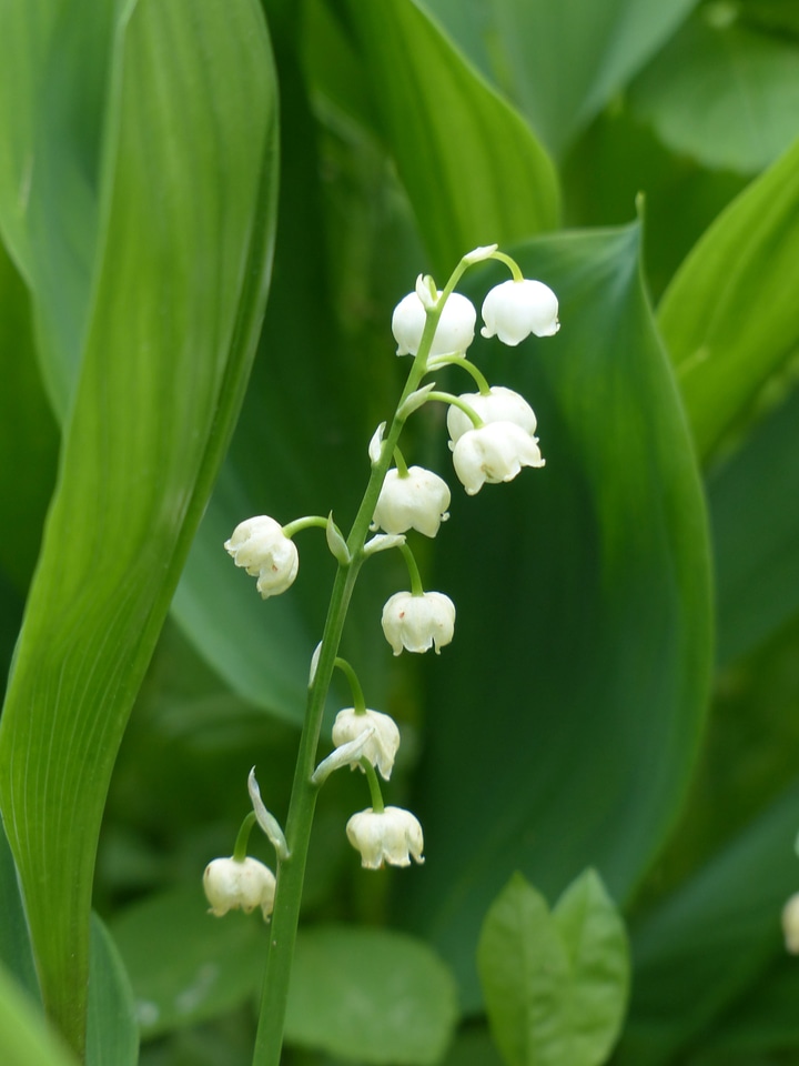 White flower convallaria majalis