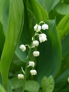 White flower convallaria majalis photo