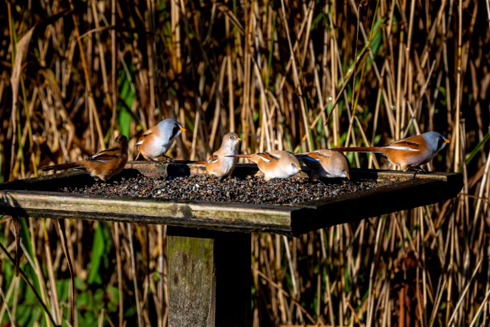 Bearded Tit (3 of 5)