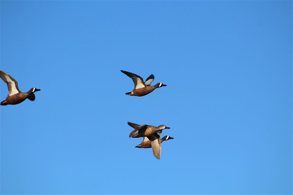 Blue-winged Teal Flying Lake Andes National Wildlife Refuge South Dakota