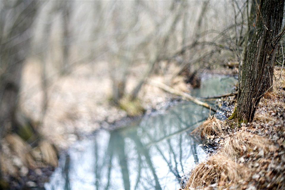 Swamp scene photo