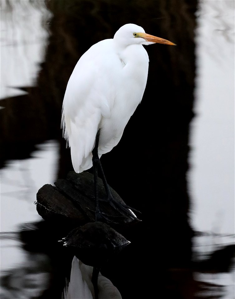 183 - GREAT EGRET (10-15-2021) crescent city, del norte co, ca -05
