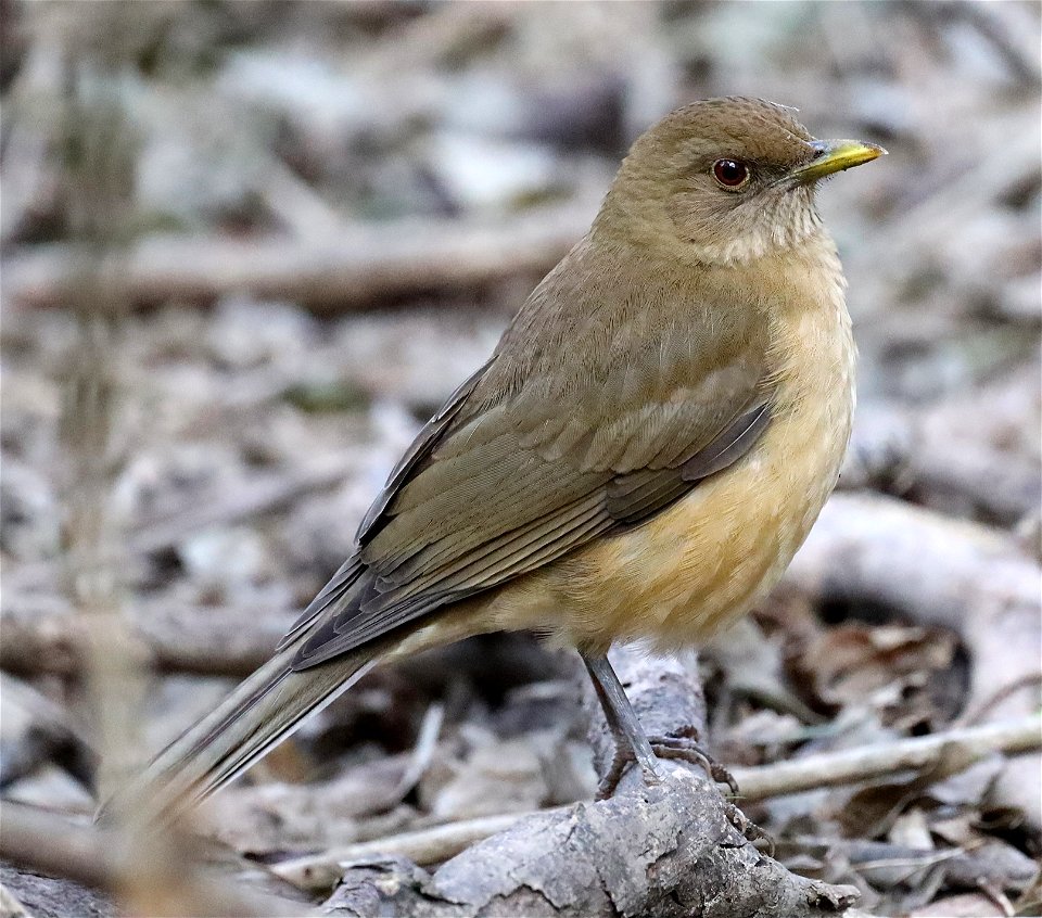 753 - CLAY-COLORED THRUSH (01-11-2022) edinburg world birding center, hidalgo co, tx -01