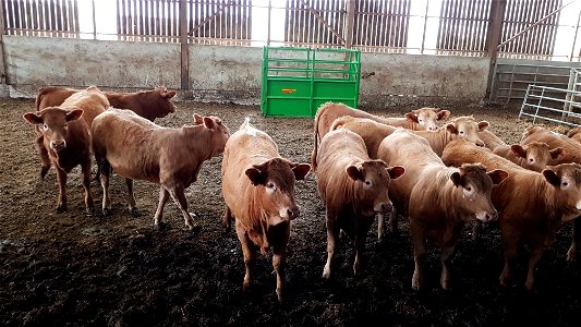 Broutards Charolais / Salers à l'étable