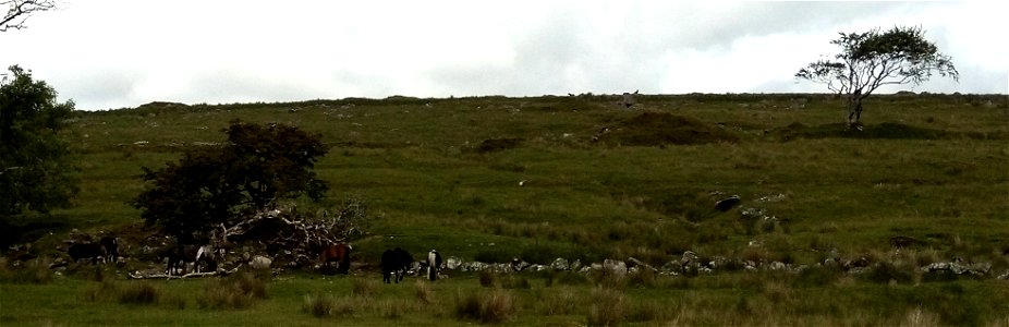 IMG_20210626_101859 Dartmoor Ponies , Whiteworks , Princetown,  Dartmoor National Park, Devon, UK