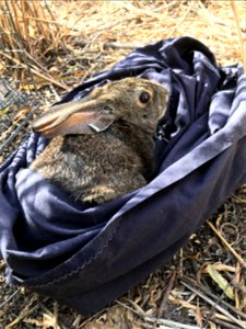 Vaccinating riparian brush rabbits