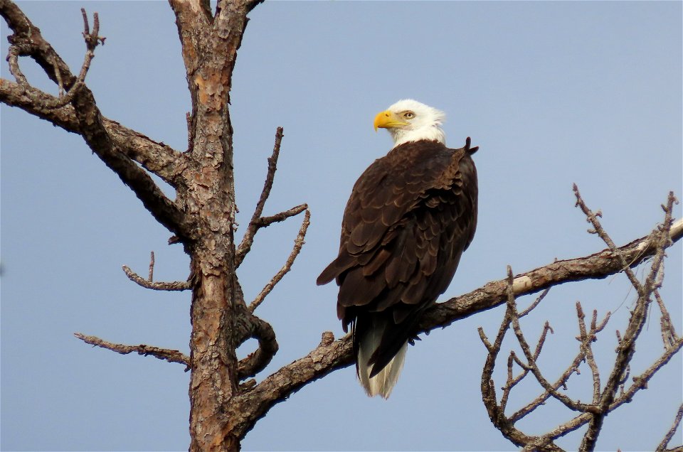 Bald Eagle