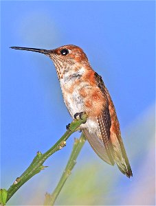 504-505 - RUFOUS-ALLEN'S HUMMINGBIRD (02-05-2023)  americana rv park, palmview, hudalgo co, tx -01