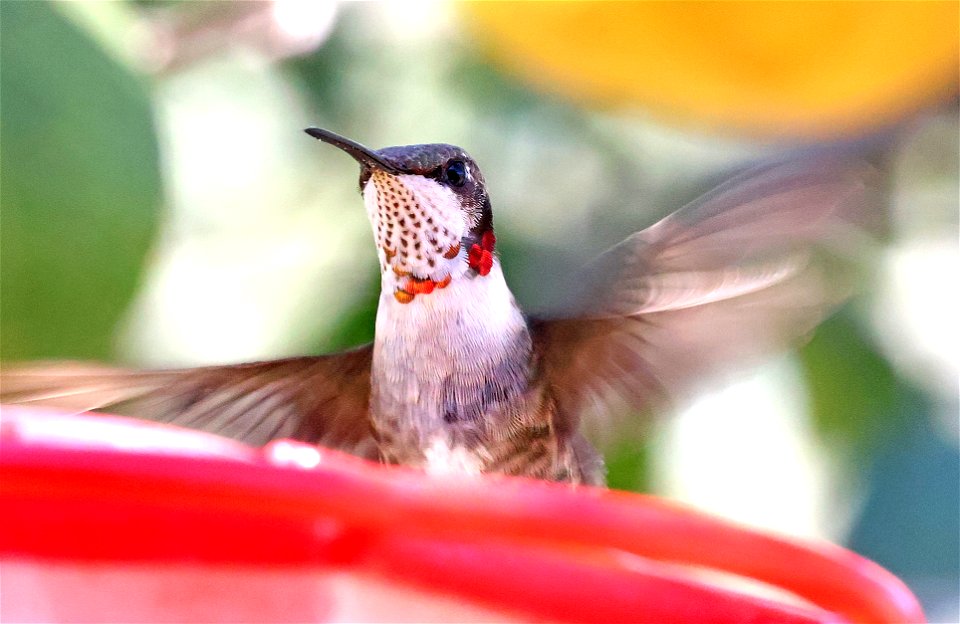 498 - RUBY-THROATED HUMMINGBIRD (02-05-2023) imm male, americana rv park, palmview, hudalgo co, tx -02