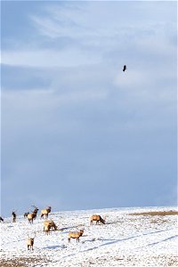 Wintering Elk on the National Elk Refuge photo