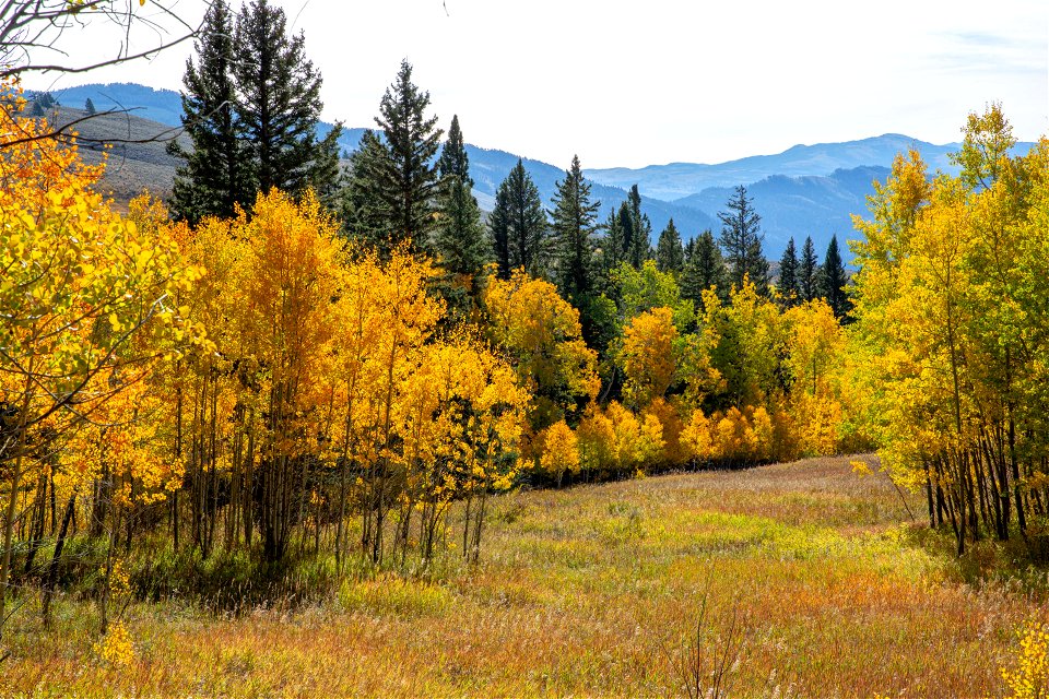 Fall trees and view from Custer Gallatin National Forest to Yellowstone