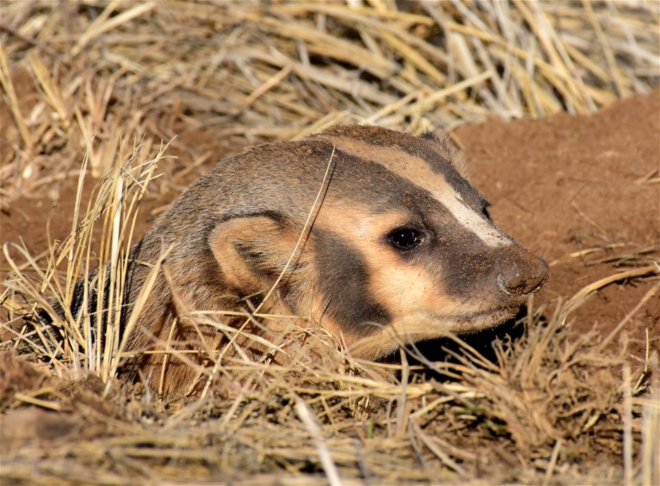 American badger at Arapaho National Wildlife Refuge