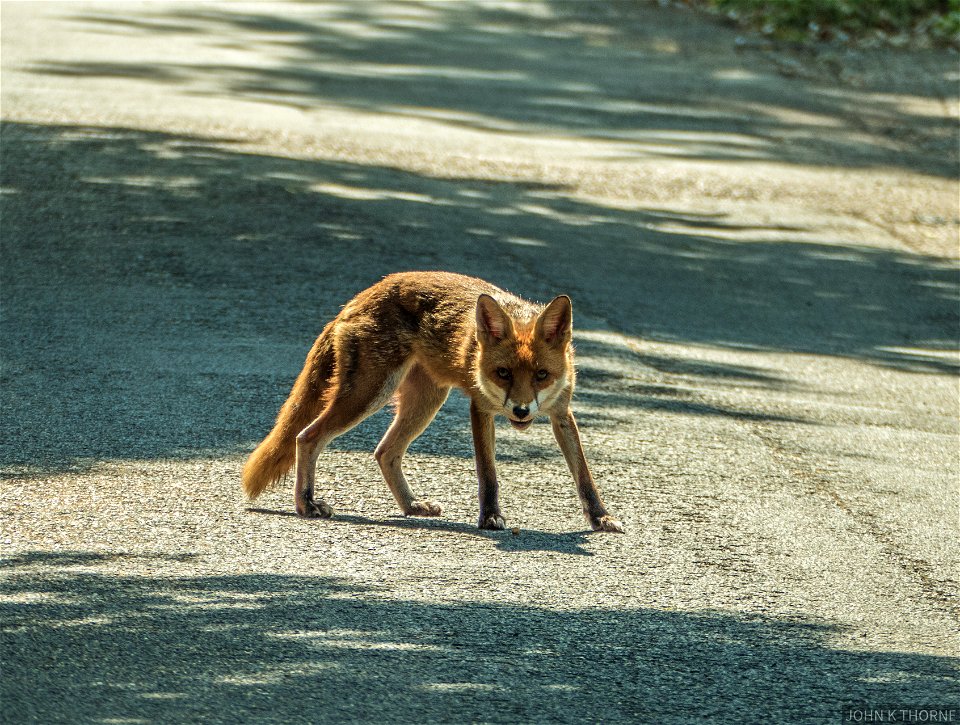 Hungry,  Thirsty Fox thinking about eating me and drinking my bottle of water.