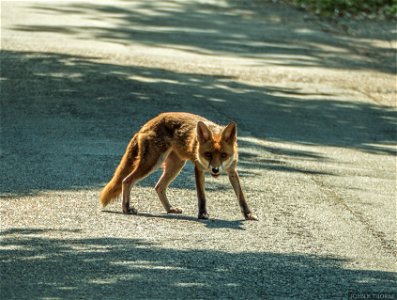 Hungry,  Thirsty Fox thinking about eating me and drinking my bottle of water.