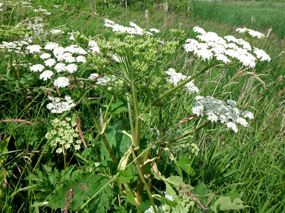 Cow Parsnip photo