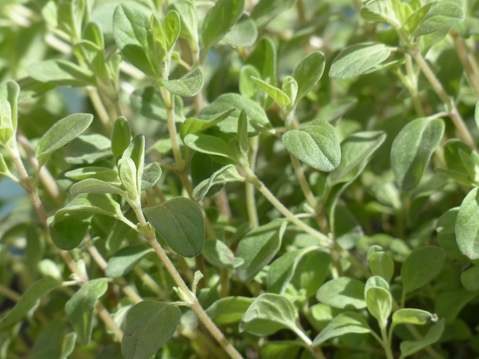 Culinary herbs herb stalk