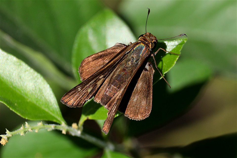 SKIPPER, PURPLE-WASHED (Panoquina lucas) (12-14-2022) national butterfly center, mission, hidalgo co, tx -02