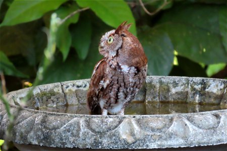 Eastern Screech-Owl photo