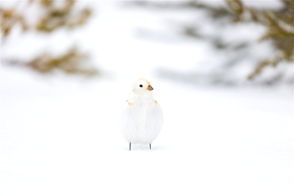 Snow bunting in the snow