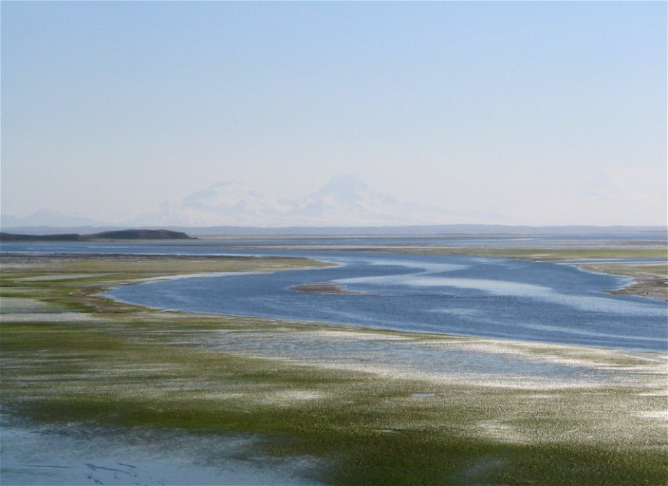 Eelgrass in Izembek Lagoon