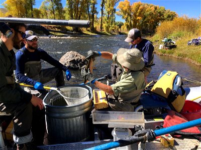 Sampling Fish in the Colorado River