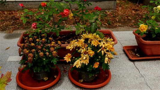 DSC06661