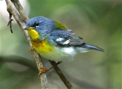 824 - NORTHERN PARULA (05-15-2023) jones lake state park, bladen co, nc -01
