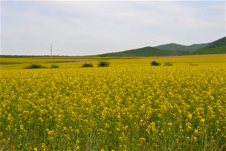 Spring