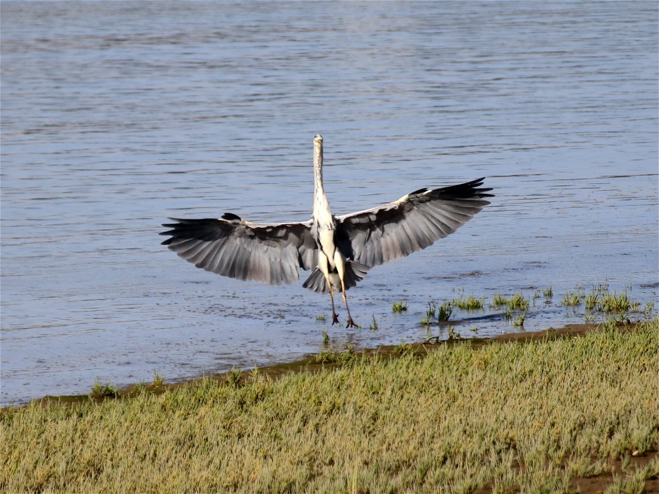 Dance of the Heron photo