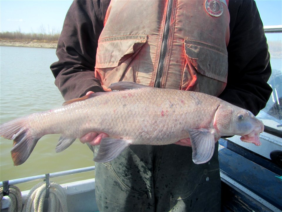 Blue Sucker Capture on the Missouri River