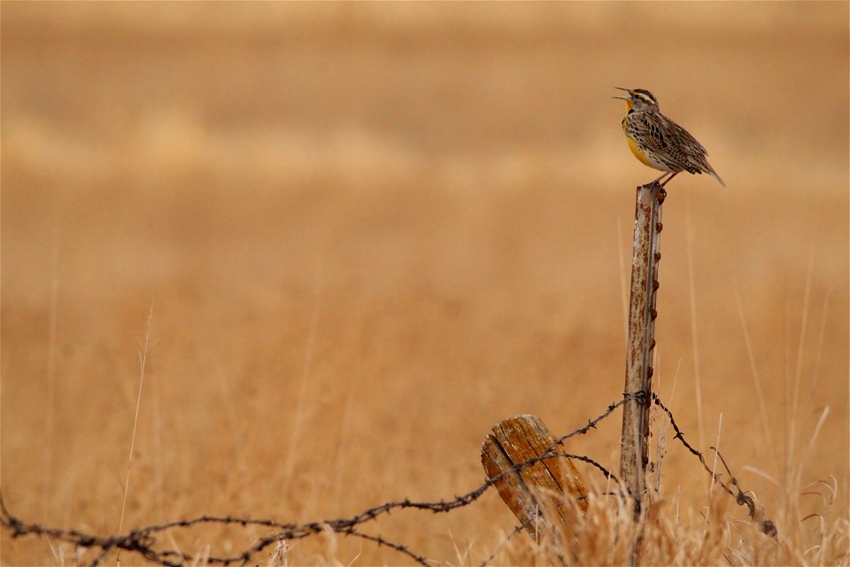 Western Meadowlark Huron Wetland Management District