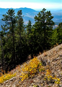 Mountains and trees from Judith Peak