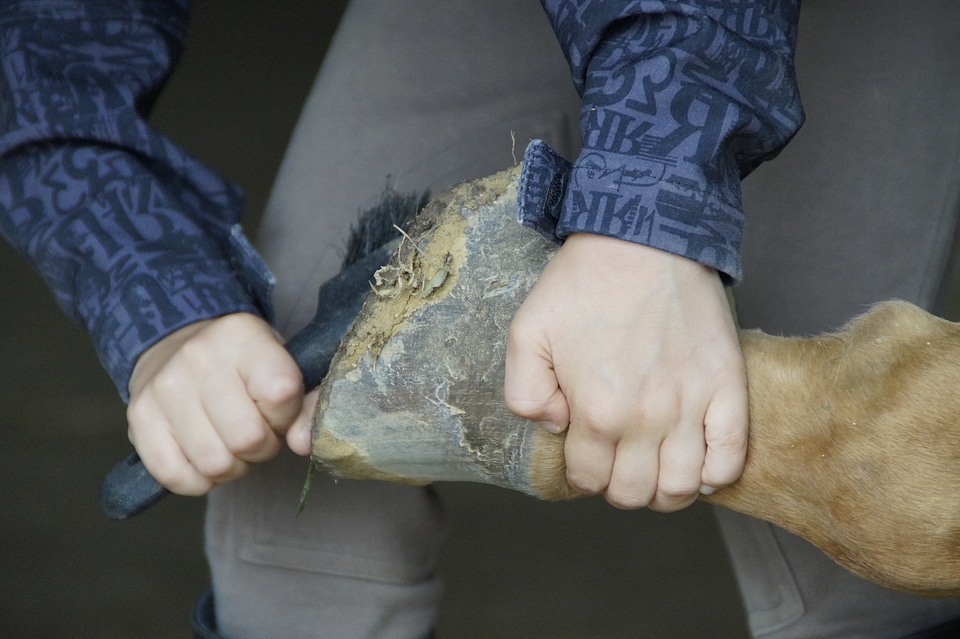 Huf horse hoof reiter