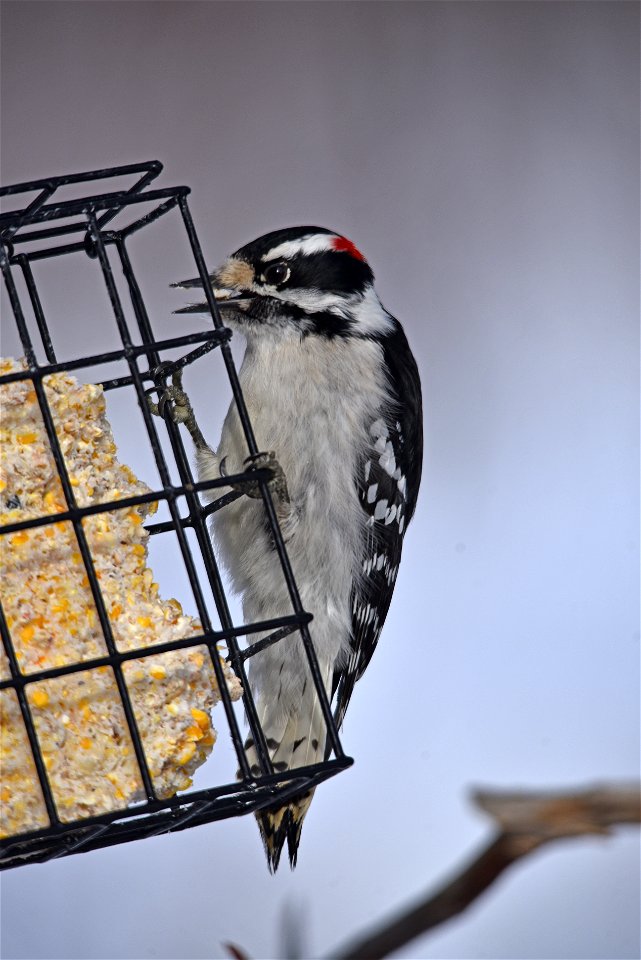Downy woodpecker at a suet feeder