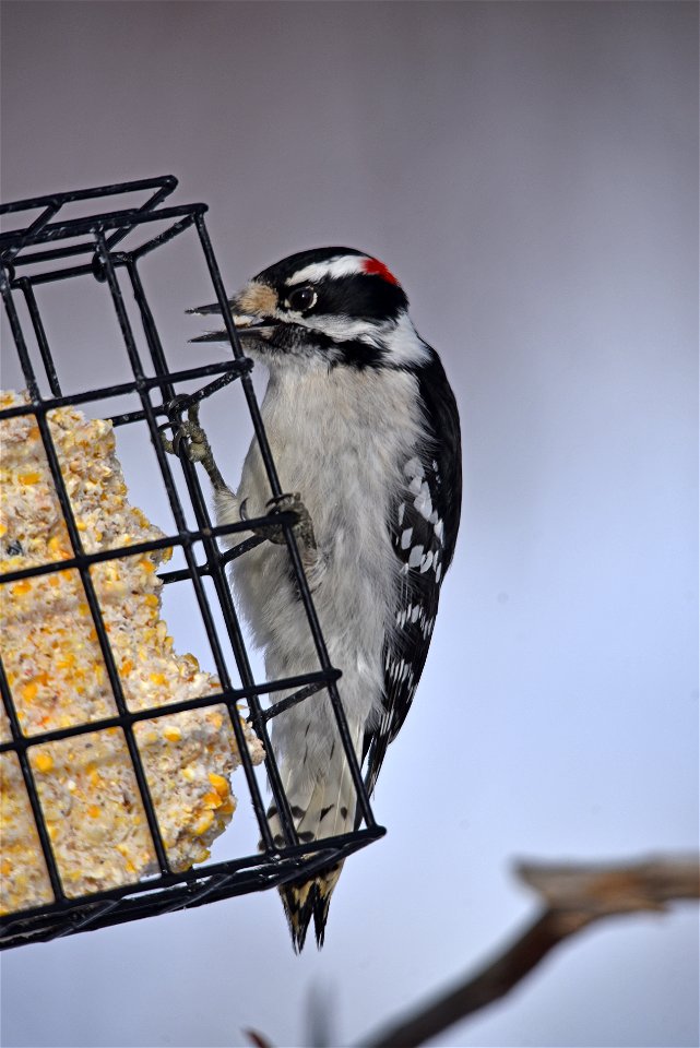 Downy woodpecker at a suet feeder photo