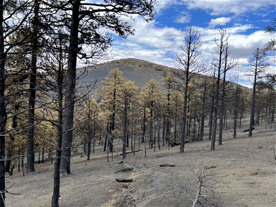 Moderate soil burn severity on Haywire Fire