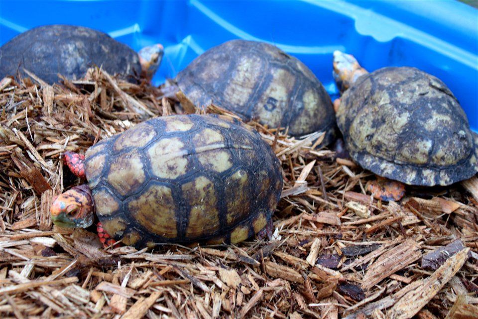 Mexican Box Turtle