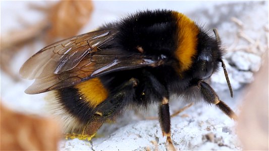 Bombus terrestris (Dunkle Erdhummel)