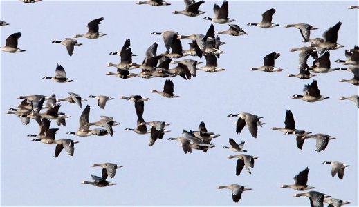 Spring Goose Migration at the Huron Wetland Management District South Dakota