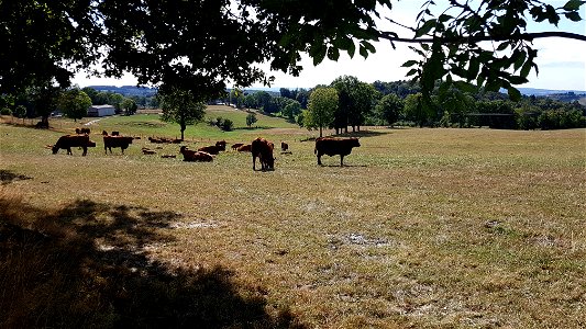Vaches de Salers au pré