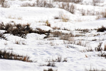 Greater sage-grouse on Seedskadee National Wildlife Refuge