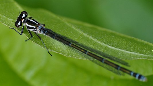 Coenagrion puella (Hufeisen-Azurjungfer) - Weibchen