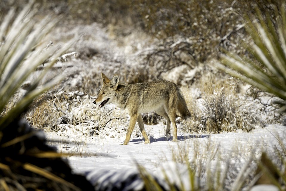 Coyote (Canis latrans) in the snow near Quail Springs