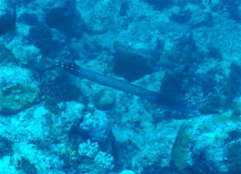 Aulostomus chinensis 1