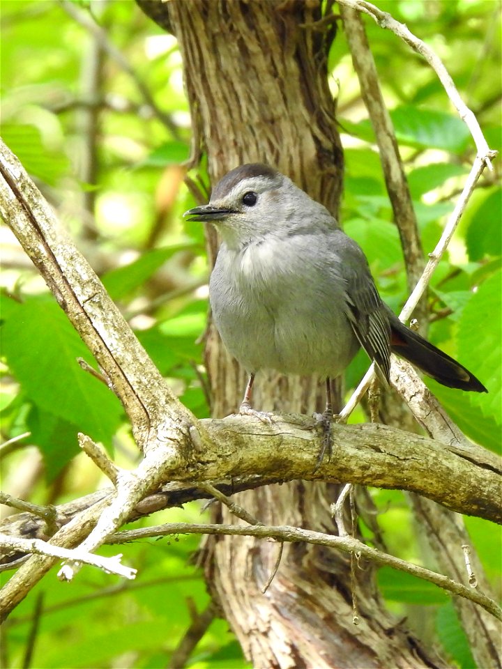 Gray Catbird