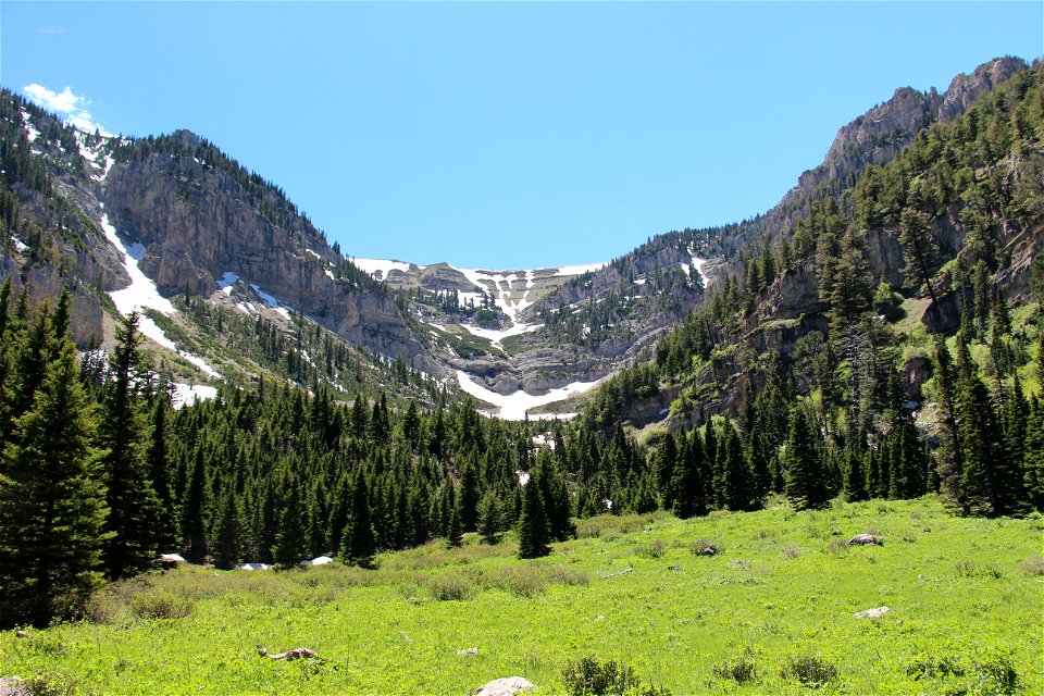 Mountain Meadow Paradise