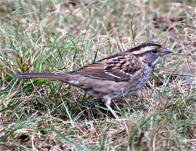 895 - WHITE-THROATED SPARROW (10-16-2022) white-striped, crescent city, del norte co, ca  (7)
