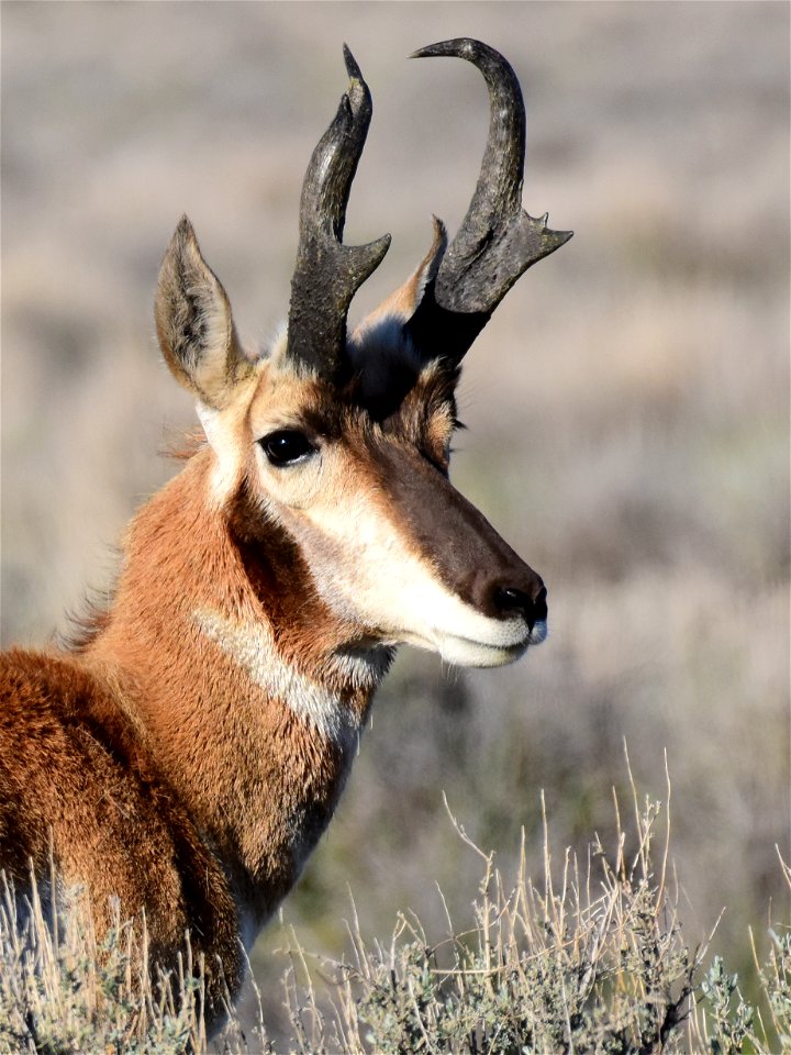 Pronghorn at Seedskadee National Wildlife Refuge