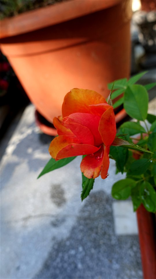 cimitir_SfVineri2021_0808_090115